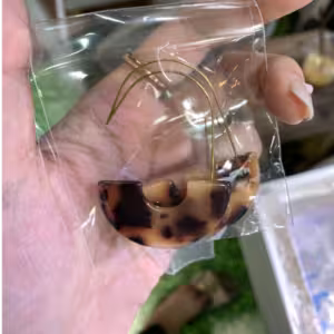 Tortoiseshell Half Moon Earrings