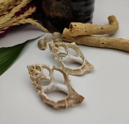 Natural Shell Cutout Earrings